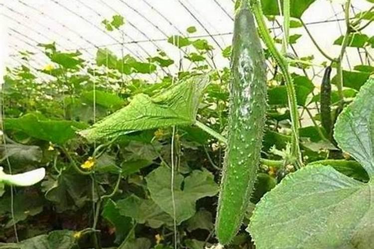 莲藕施肥方法和施几次肥