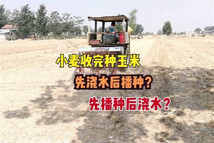 小麦叶面肥哪个好