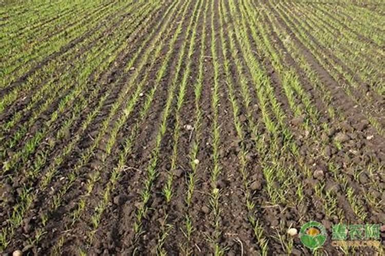 小麦干旱打什么药