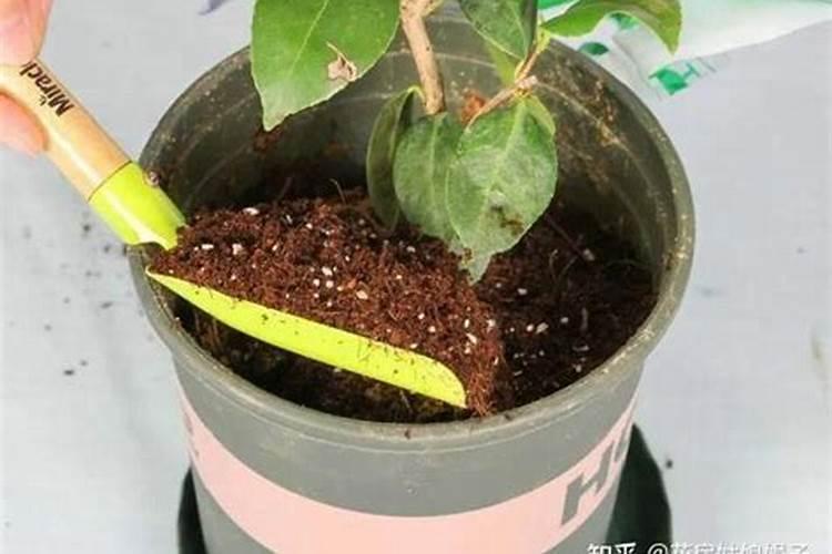 尿素是不是氮肥