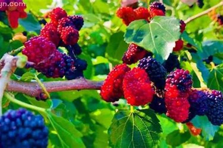 西瓜膨大期打什么叶面肥长的快？西瓜结果期需要用哪种肥料？