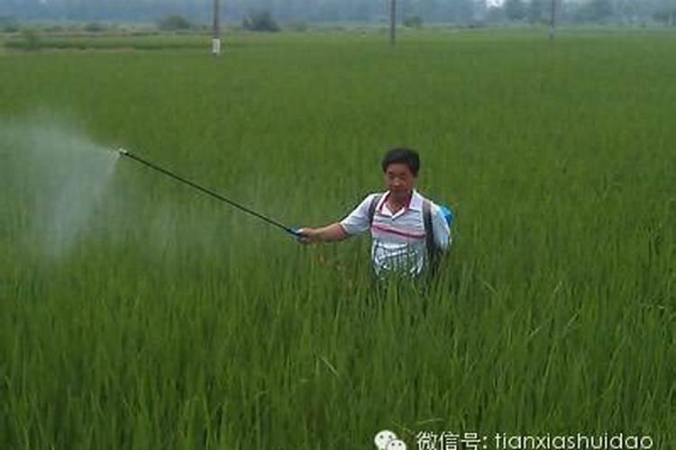 水稻什么时候喷叶面肥好？