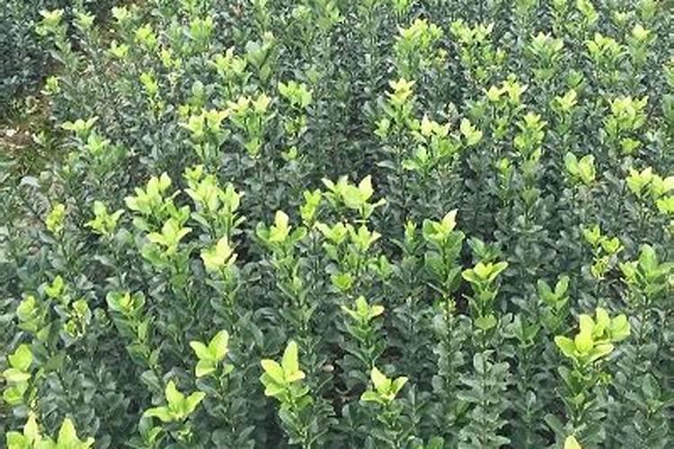 在咱们家里,什么东西算是氮肥呀