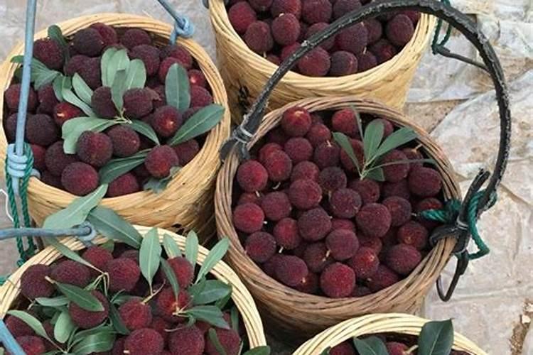 杨梅为什么不能施大量的磷肥