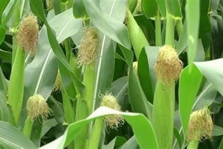 玉米开花结果时需要施什么肥