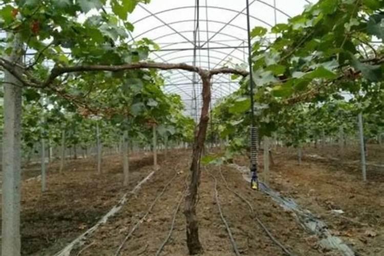 水溶肥直接撒在土表面行吗,会不会造成肥料浪费或烧苗？