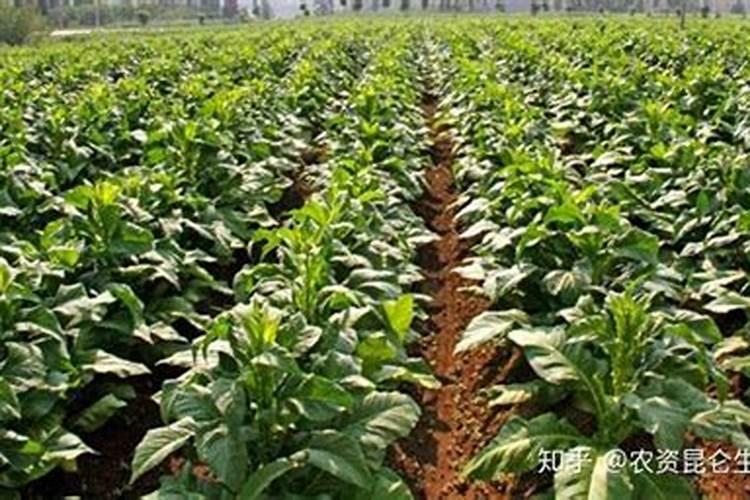 怎样管理农民种植大棚里的西红柿,才能高产