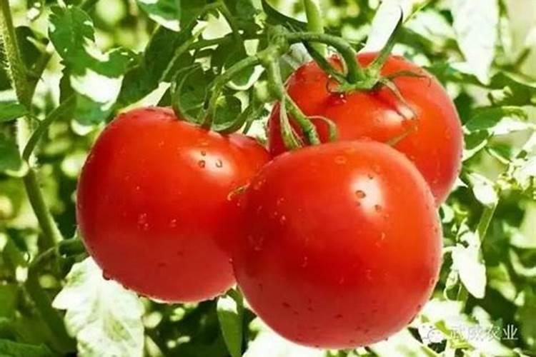 怎么盆栽西红柿