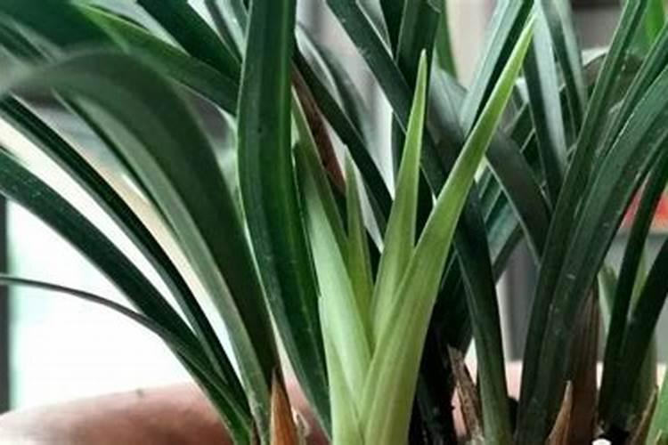 请教水培营养液的稀释比例