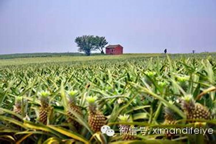 菠萝最好的肥料是什么？