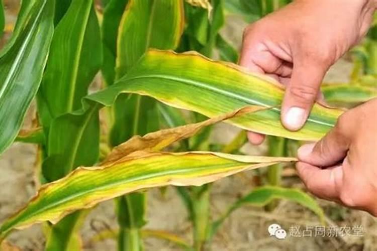 鱼蛋白肥料的使用技巧