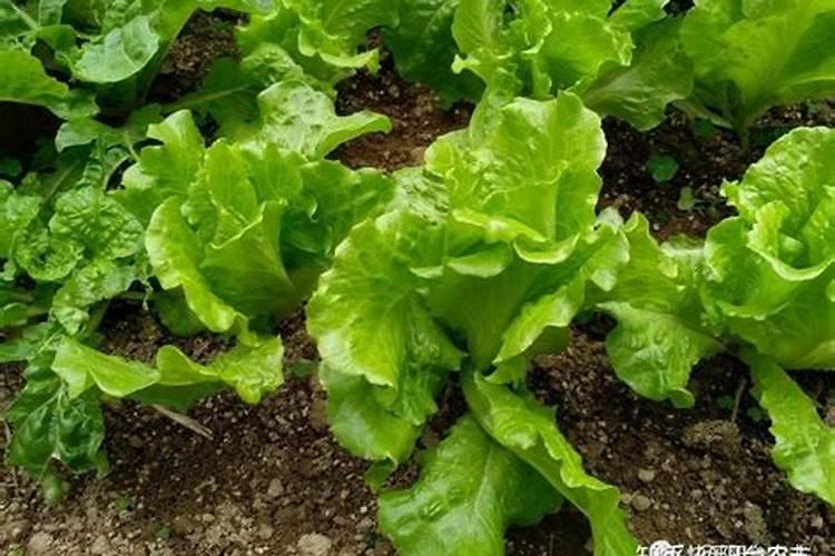 沙糖桔已结果,可以打除草剂吗