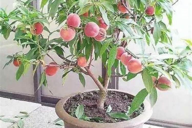 小麦锌多了怎么办？