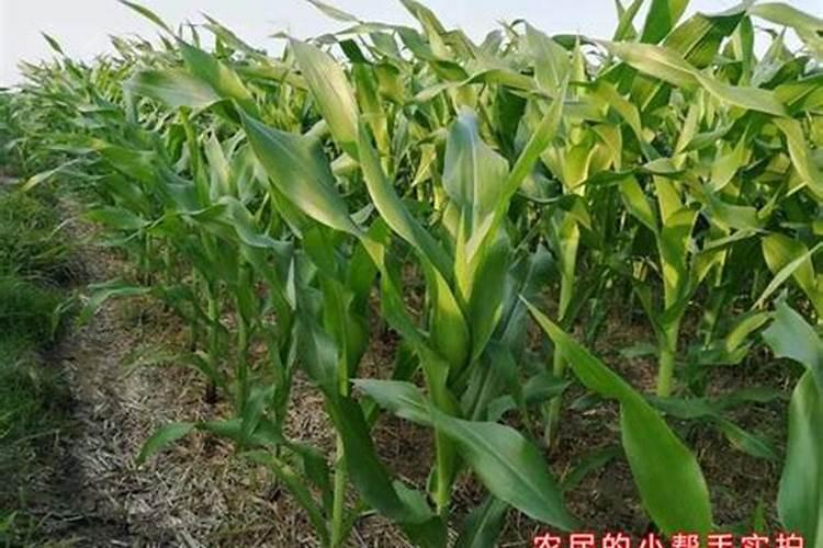 一般年份大樱桃树一年浇几次水好？什么时候浇水好？