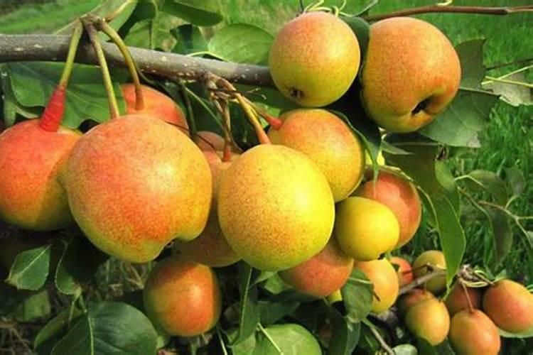果实膨大期,苹果,梨,柑橘怎么施肥