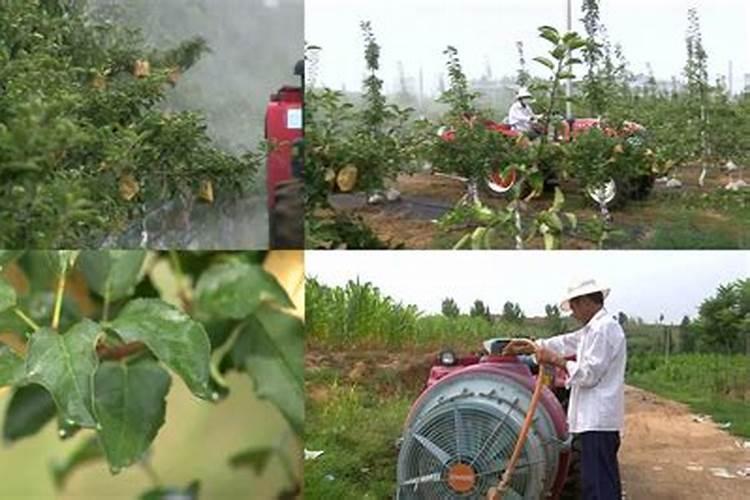 钙镁硼锌铁叶面肥啥时用最好