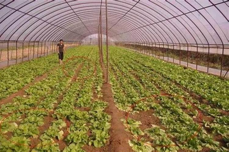 铵态氮是什么肥料