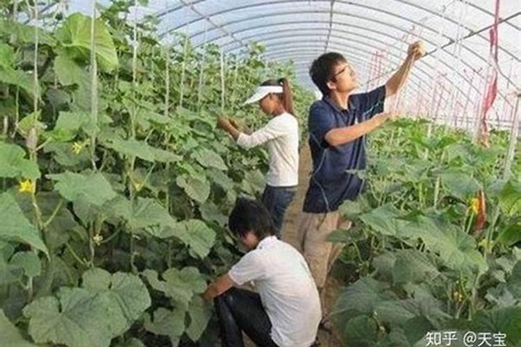 黄瓜移栽后要用生根剂吗