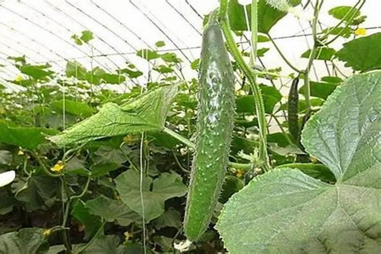 黄瓜什么时候追肥合适 高产追肥方法