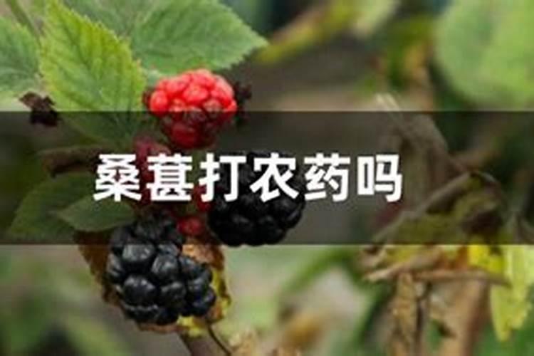 施硼施钾在果树上什么时候最好？