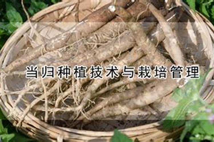 白芷的斑枯病经常发生,如何防治白芷的斑枯病？