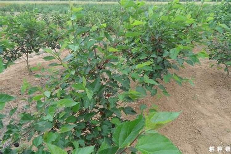 桑葚需要掌握的种植技巧 桑葚怎么种植比较好