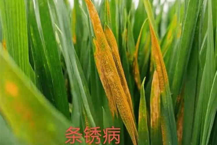 君子兰施肥时间,施什么肥最好