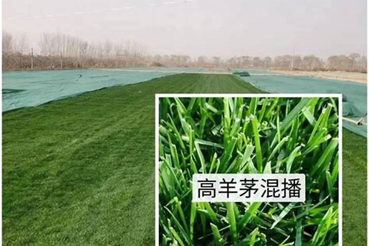 草坪专用肥哪种好？
