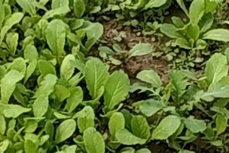 磷酸二氢钾怎么使用效果最佳