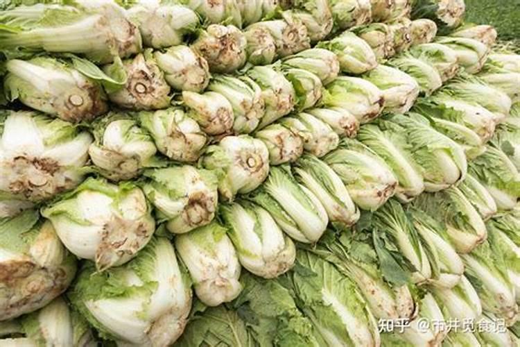 种白菜的过程