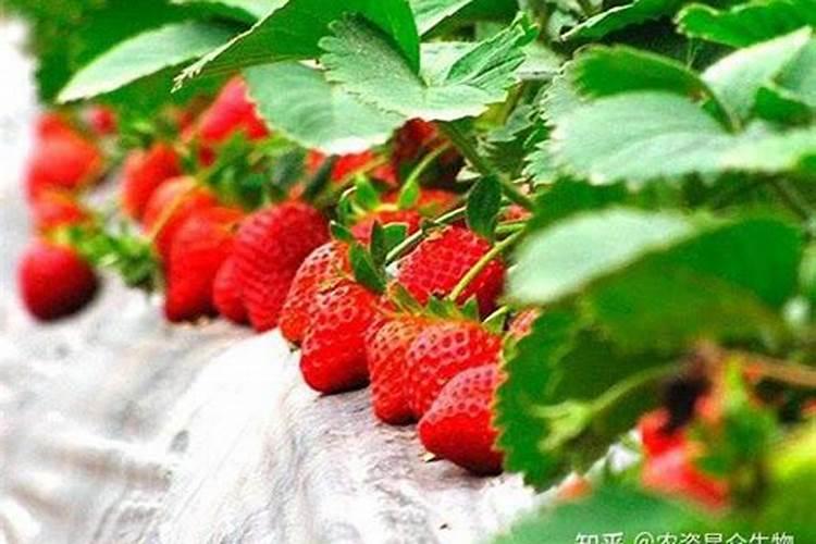 大白菜干烧心如何进行防治？