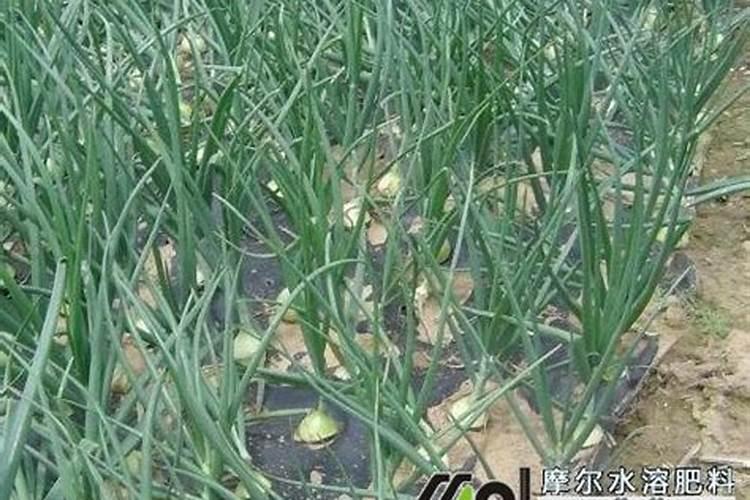 洋葱中后期管理怎样才能长大