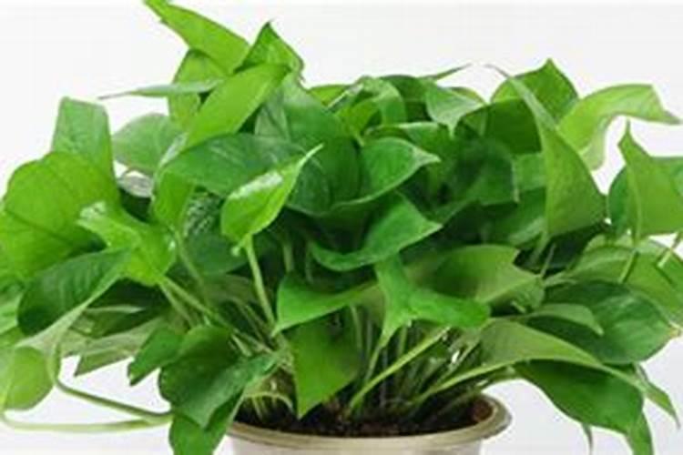 龙须树浇什么肥料合适