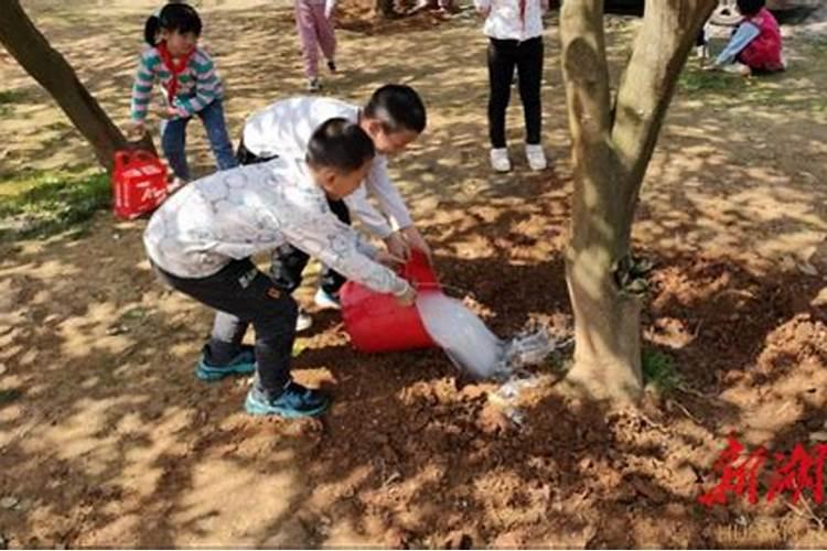 龙须树浇什么肥料合适