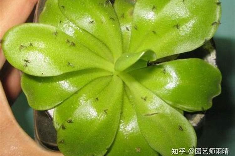 青枣几月份开花结果