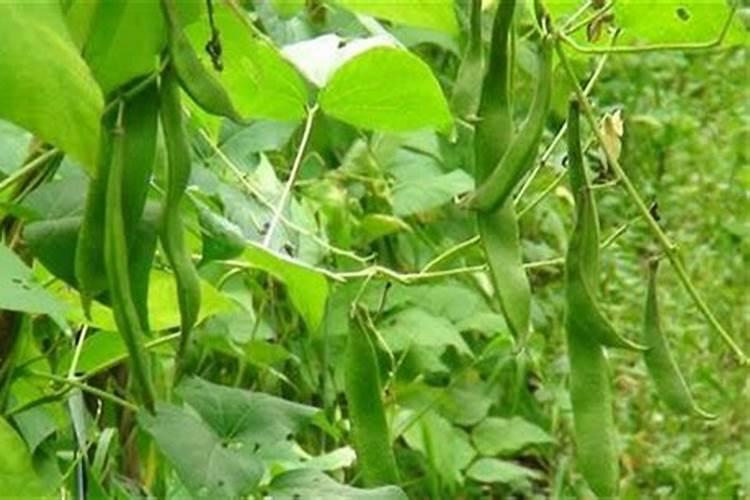 无筋豆缺什么元素？用什么产品