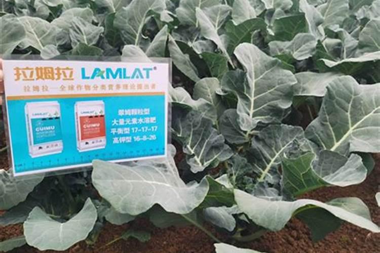 叶菜类植物应适当多施什么肥？