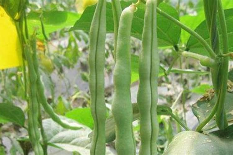 大棚芸豆什么时候控旺