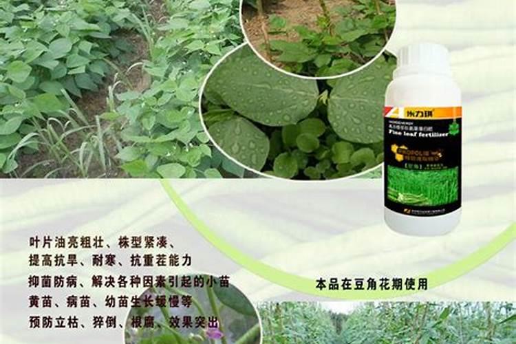 芸豆最适宜生长的温度是多少度？