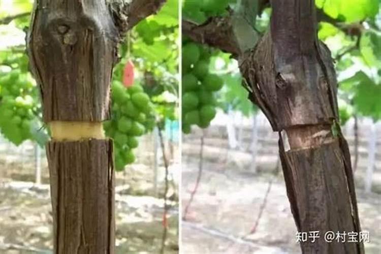 果树叶面喷水溶肥好吗