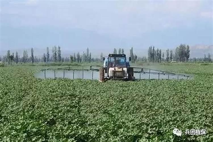 如何给蝴蝶兰喷叶面肥