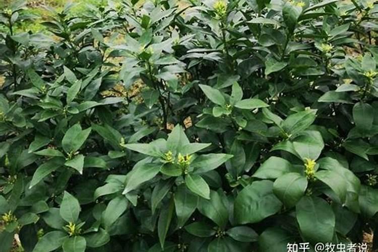 四季芒果种植技术要点