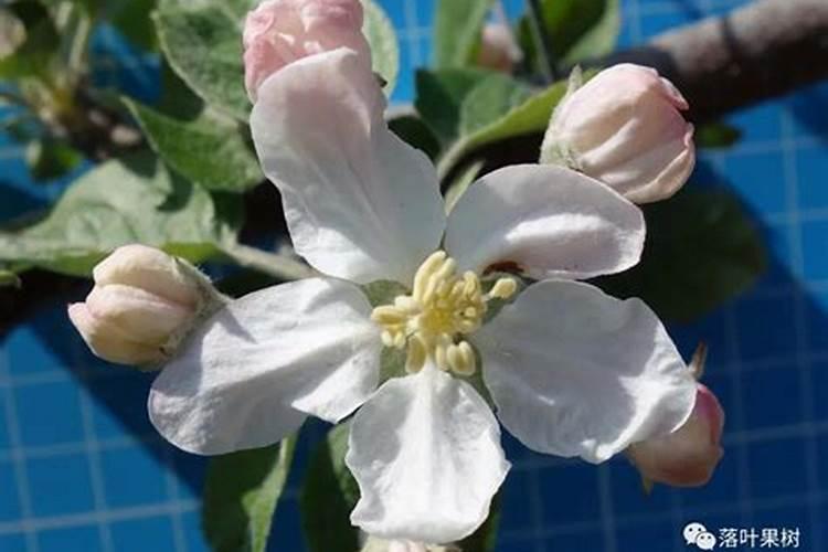 苹果树补钙的叶面肥有哪些苹果树叶面肥一年喷几次都喷什么肥