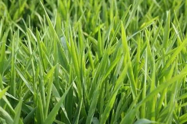 辣椒用什么水溶肥能增产？经验老农为您指导