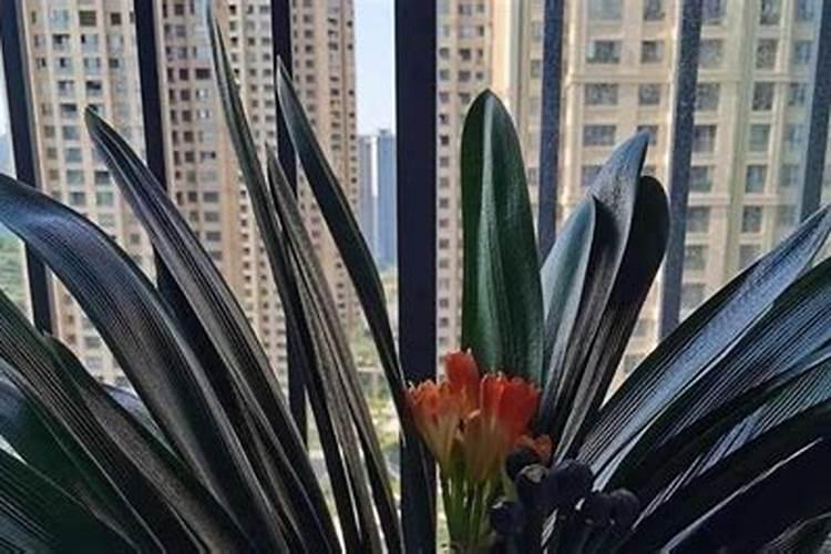 夏季家庭怎么养护君子兰避免烂根