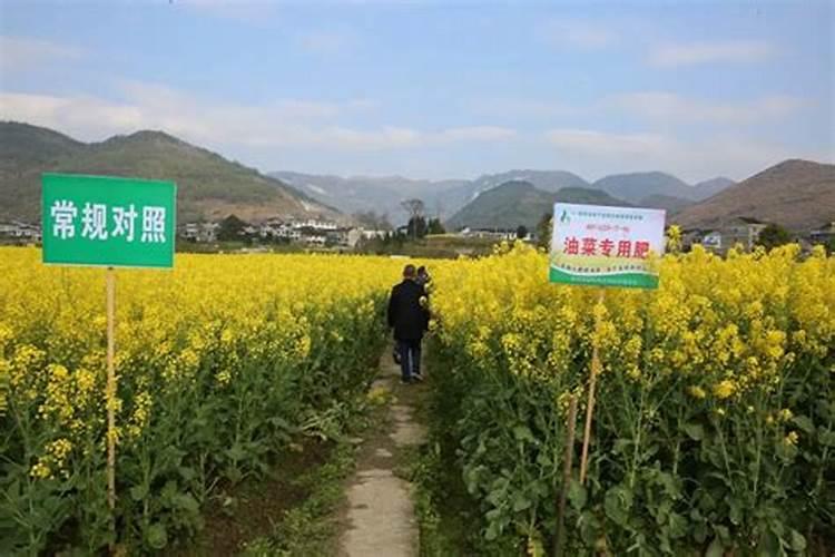 种油菜一亩地要多少肥料