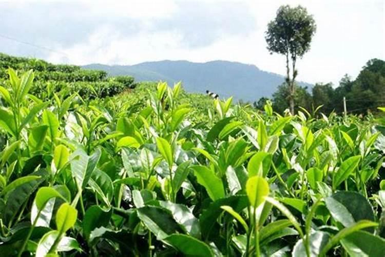 怎么选对茶叶成长好的水溶肥？