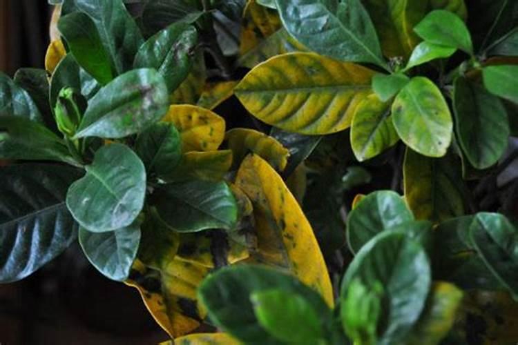 小白菜多久施肥 小白菜如何施肥更合适