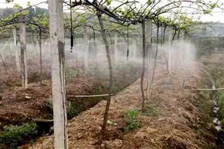 硼肥正确使用方法