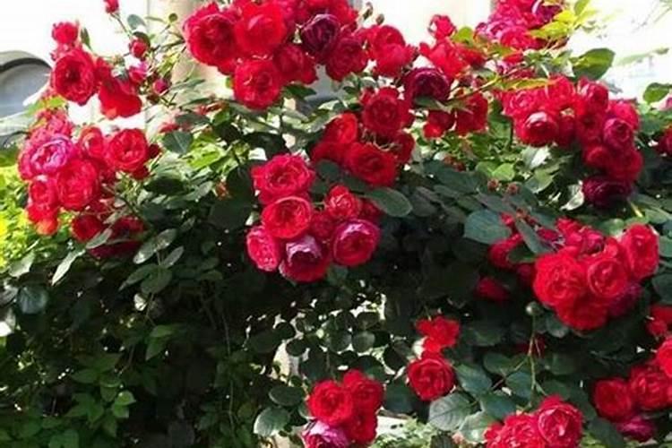 尿素适合什么花卉